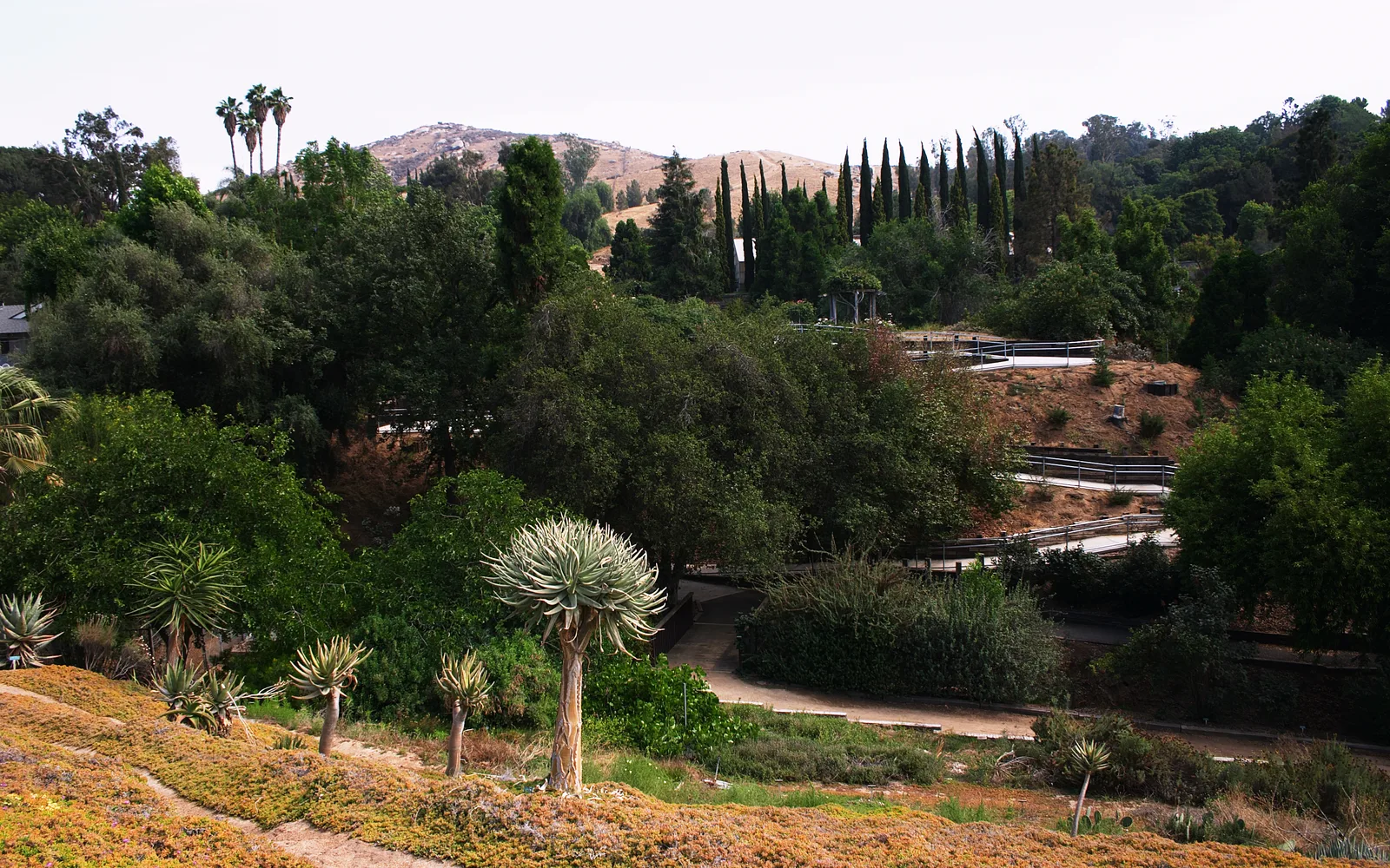 UC Riverside Botanic Gardens with native plants and landscaping on the university campus