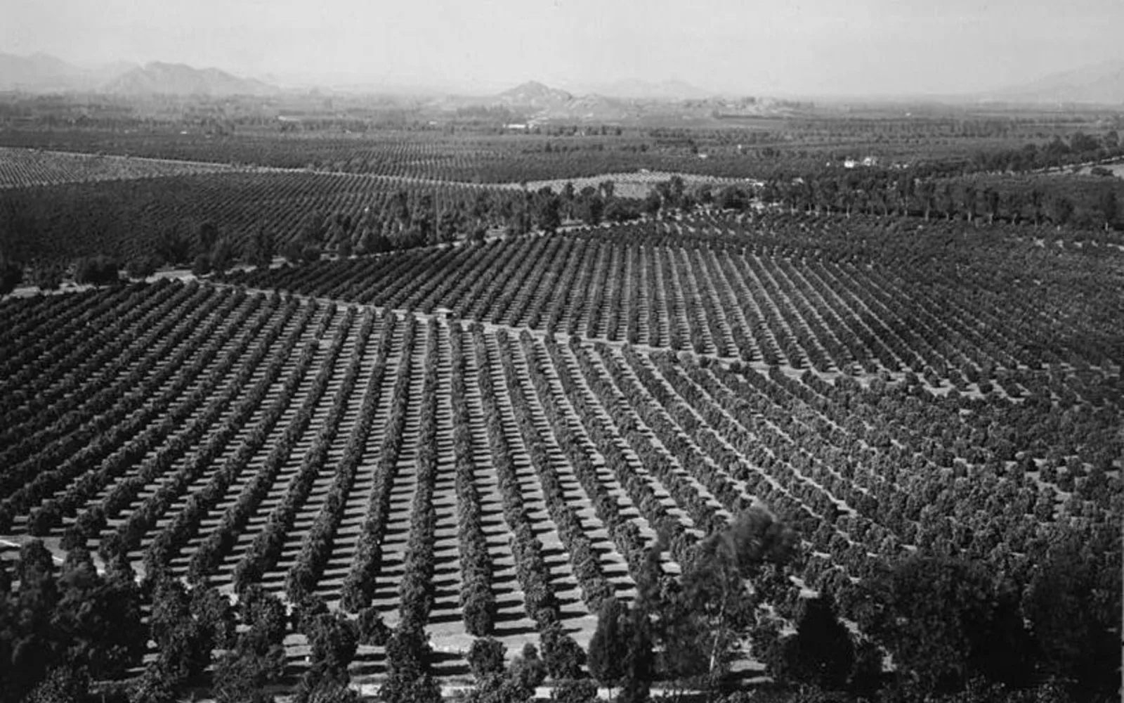 Historic photograph of Arlington Heights citrus groves in Riverside, circa 1903, showing rows of orange trees